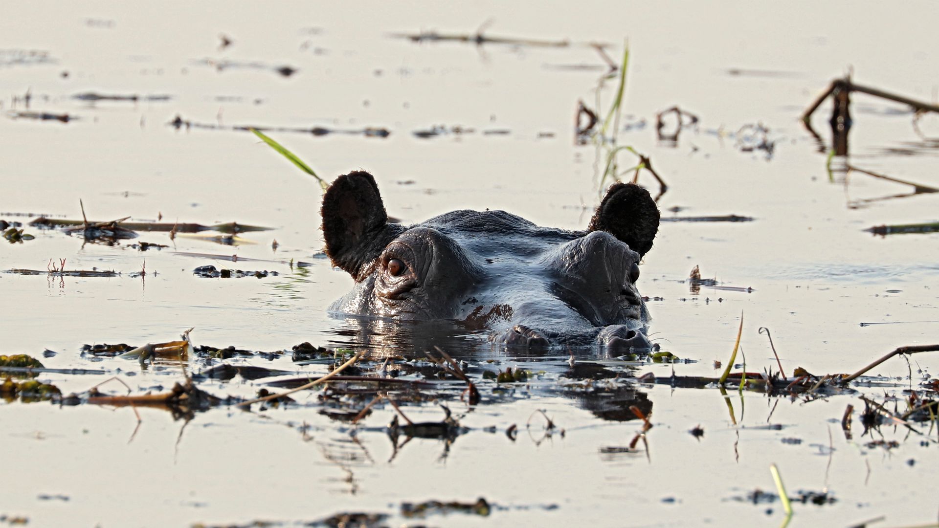 Chobe River, Chobe National Park, Botswana, Africa