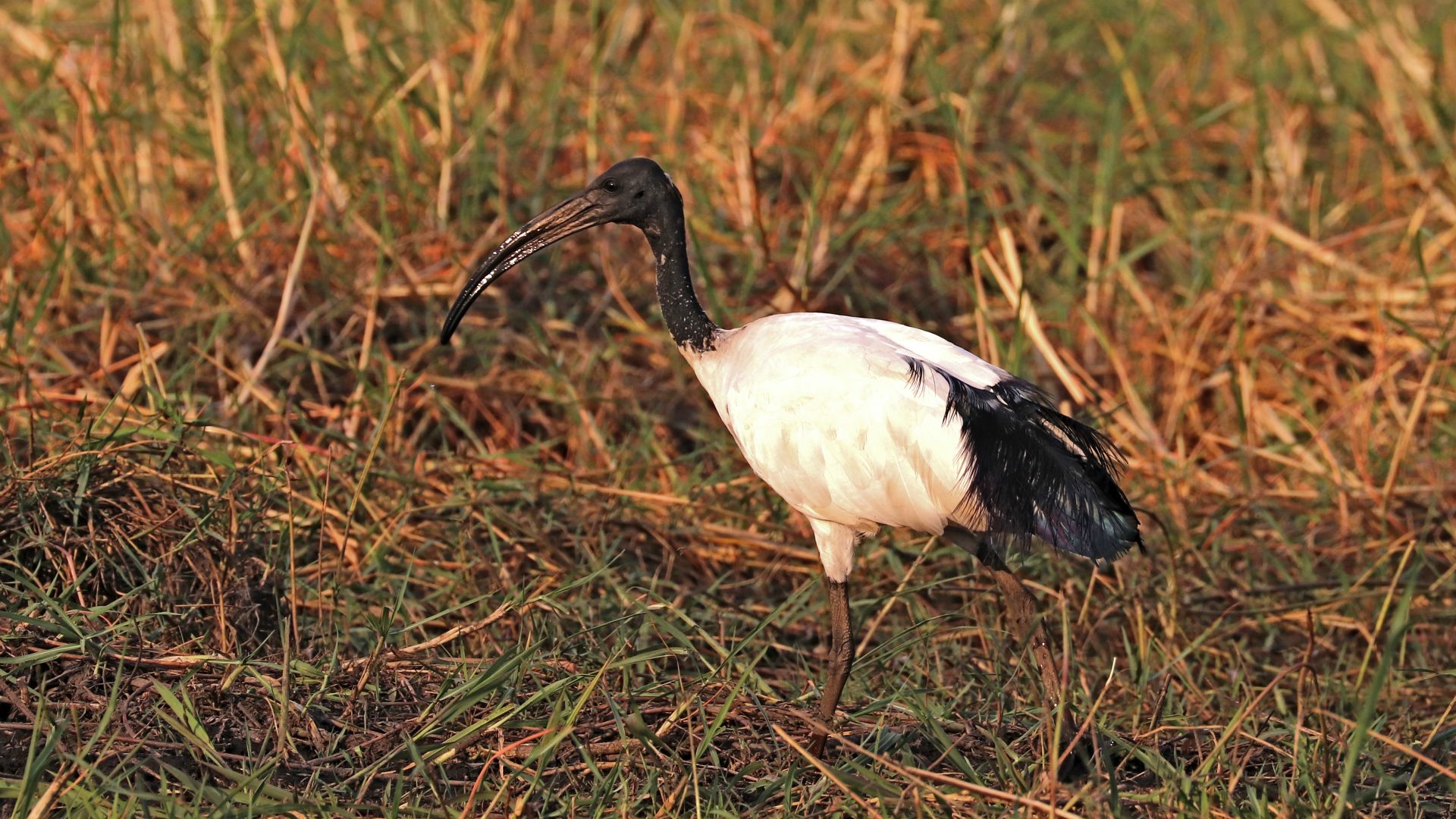 Chobe National Park