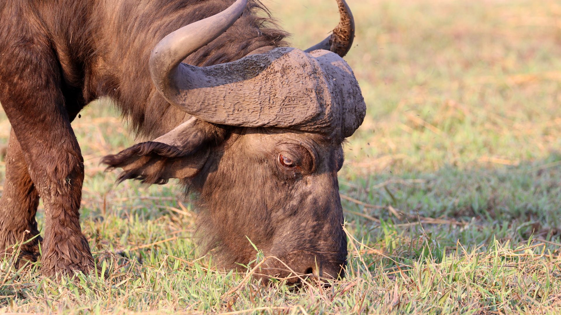 Chobe National Park