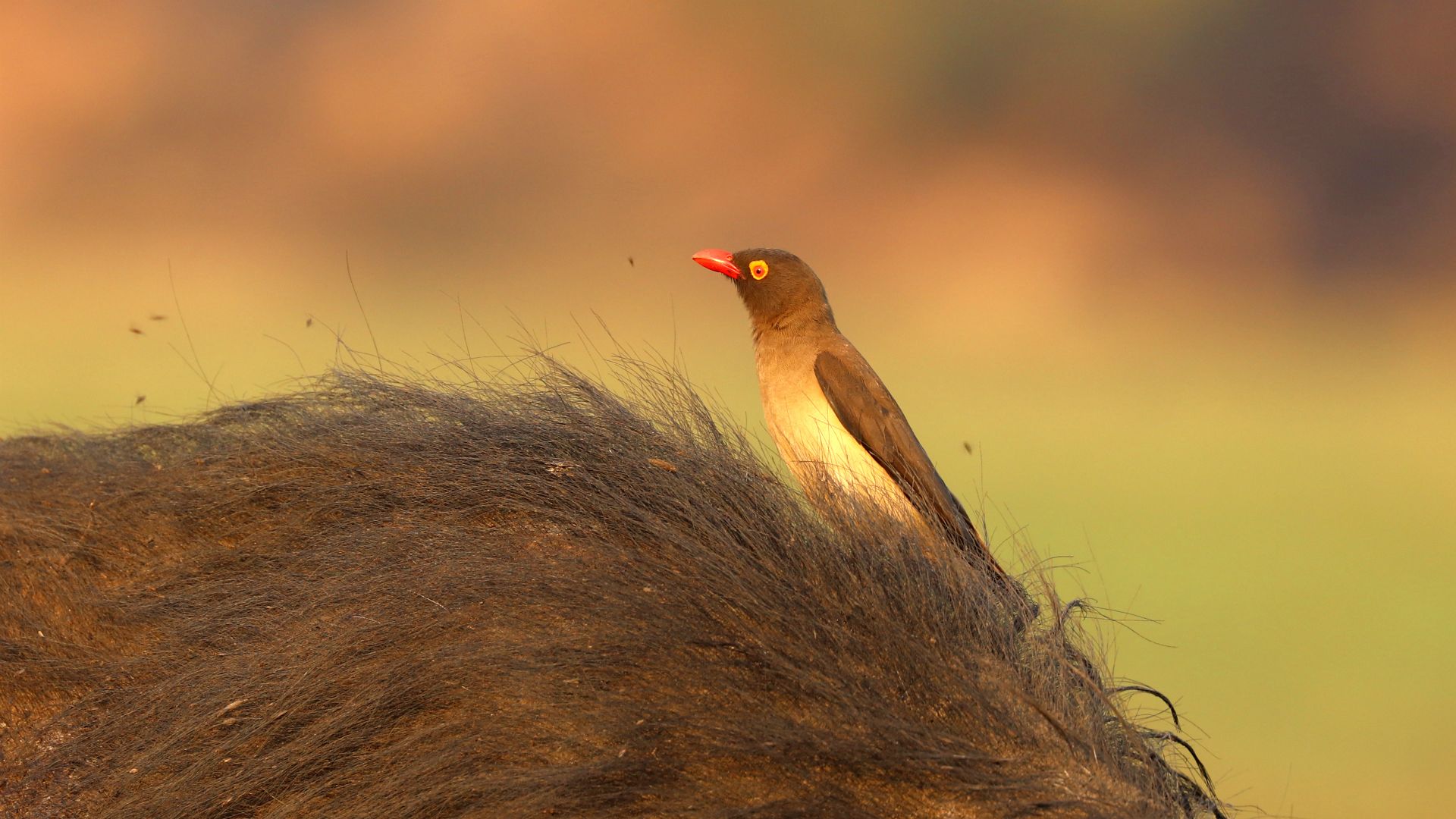Chobe National Park