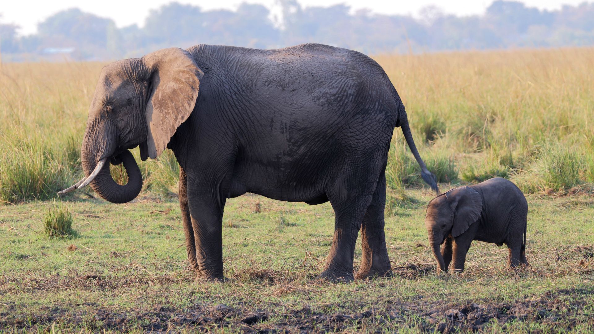 Chobe River, Botswana