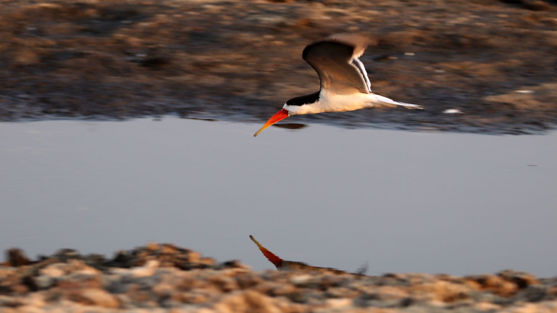 Chobe River, Chobe National Park, Botswana