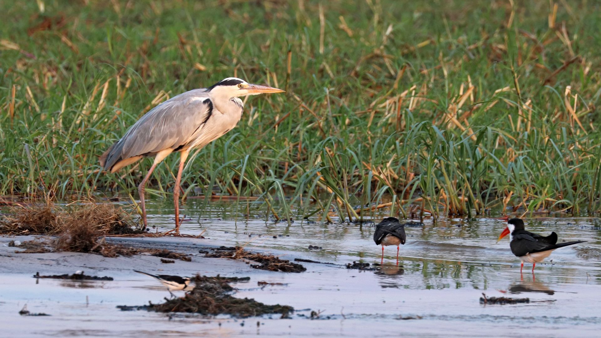 Chobe River, Botswana