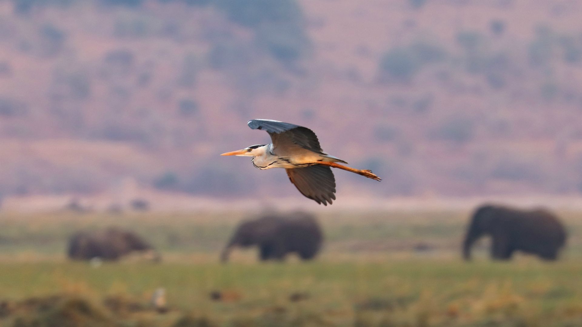 Chobe River, Botswana