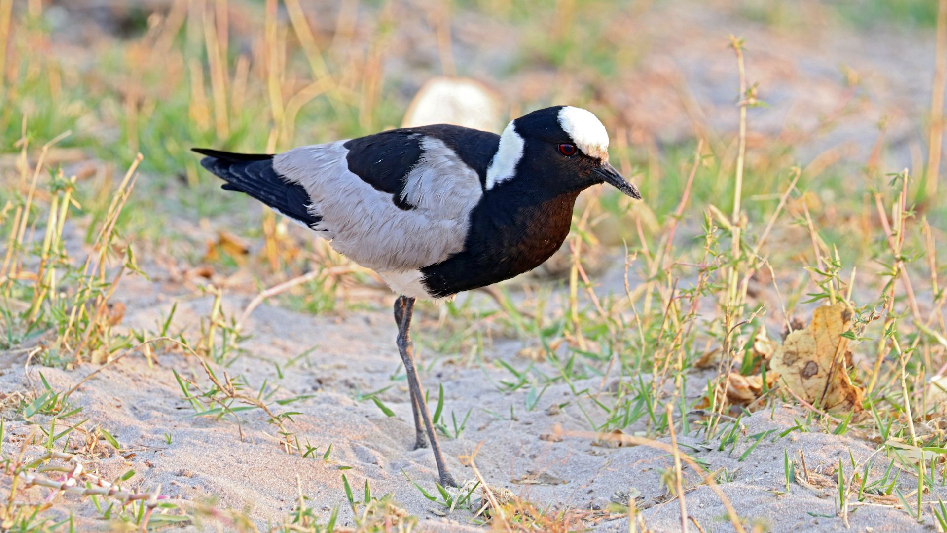Chobe River, Chobe National Park, Botswana