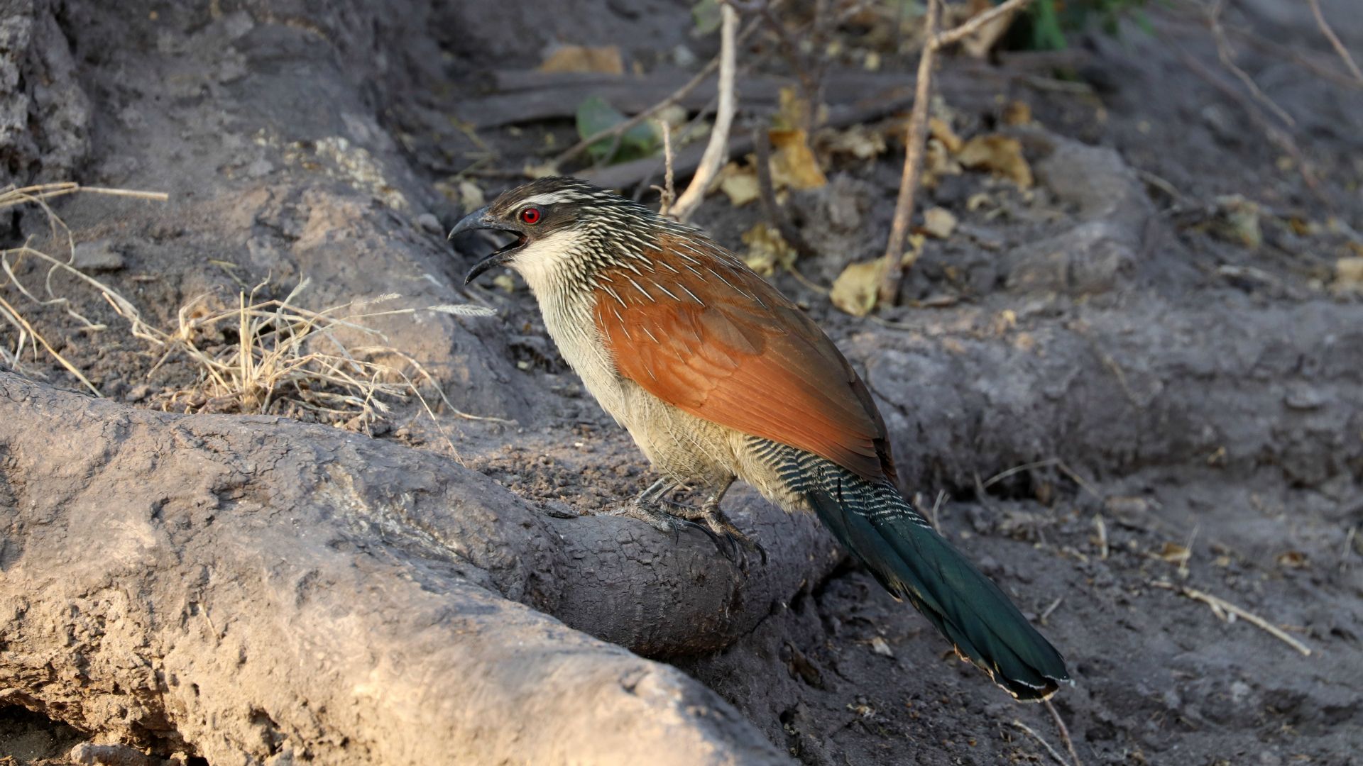 The white-browed coucal or lark-heeled cuckoo (Centropus superciliosus), is a species of cuckoo in the Cuculidae family. It is found in sub-Saharan Africa. It inhabits areas with thick cover afforded by rank undergrowth and scrub, including in suitable coastal regions.