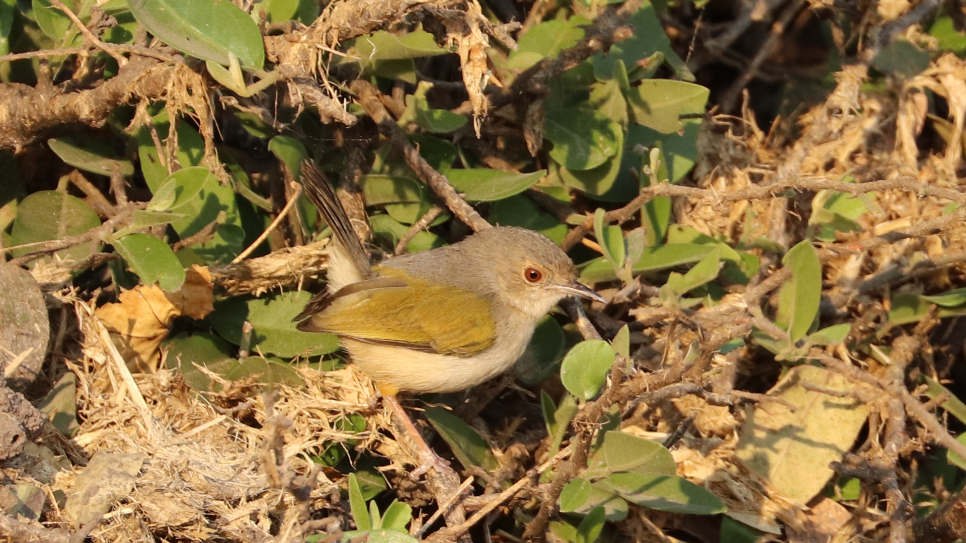 This bird is typically found low in dense cover. The grey-backed camaroptera binds large leaves together low in a bush and builds a grass nest within the leaves.  
Chobe National Park, Botswana