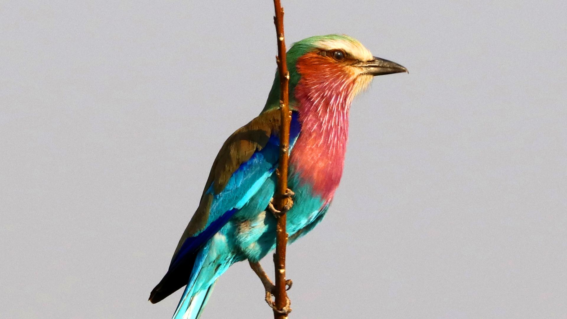 Chobe National Park, Botswana