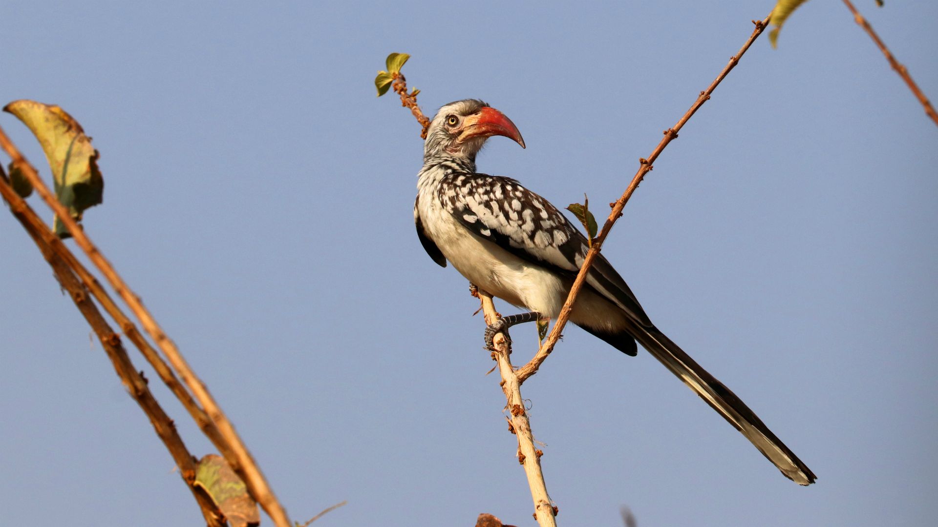 Chobe National Park, Botswana