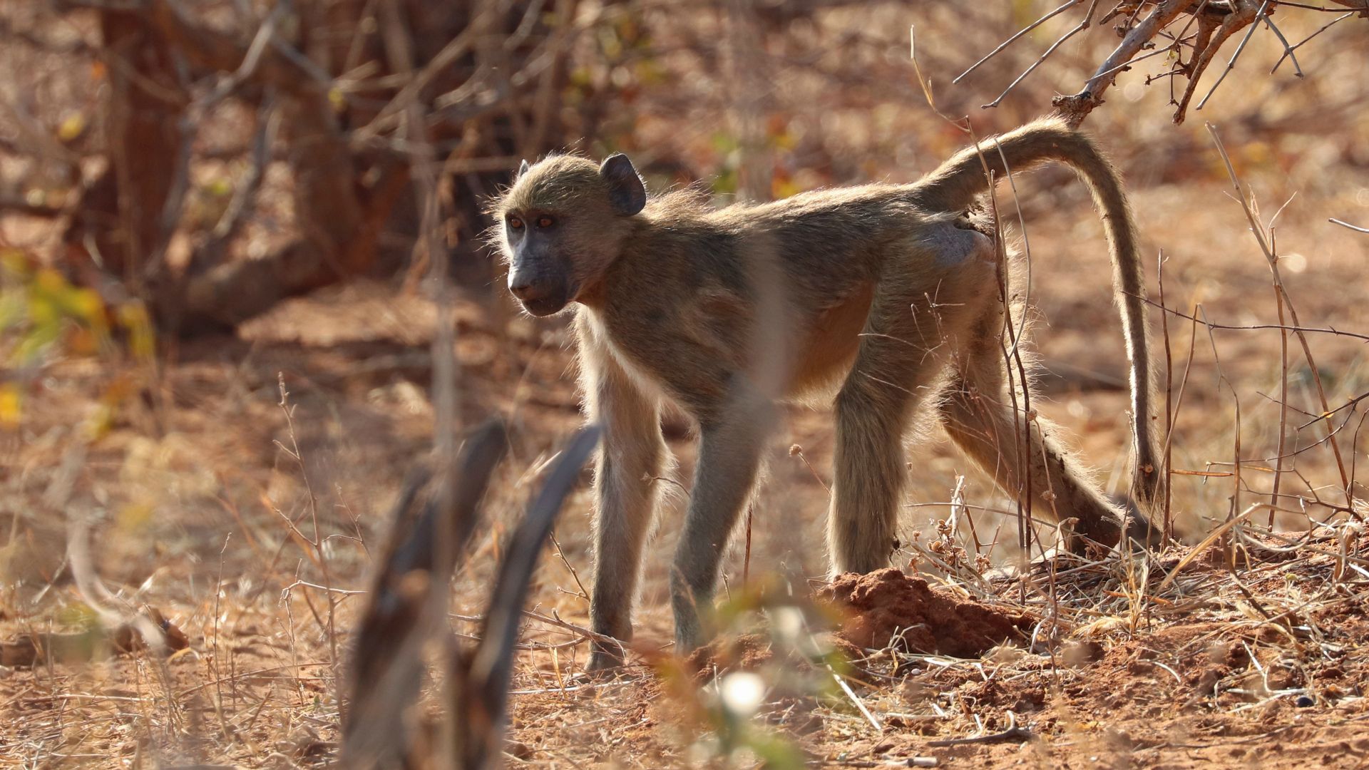 Chobe National Park, Botswana
