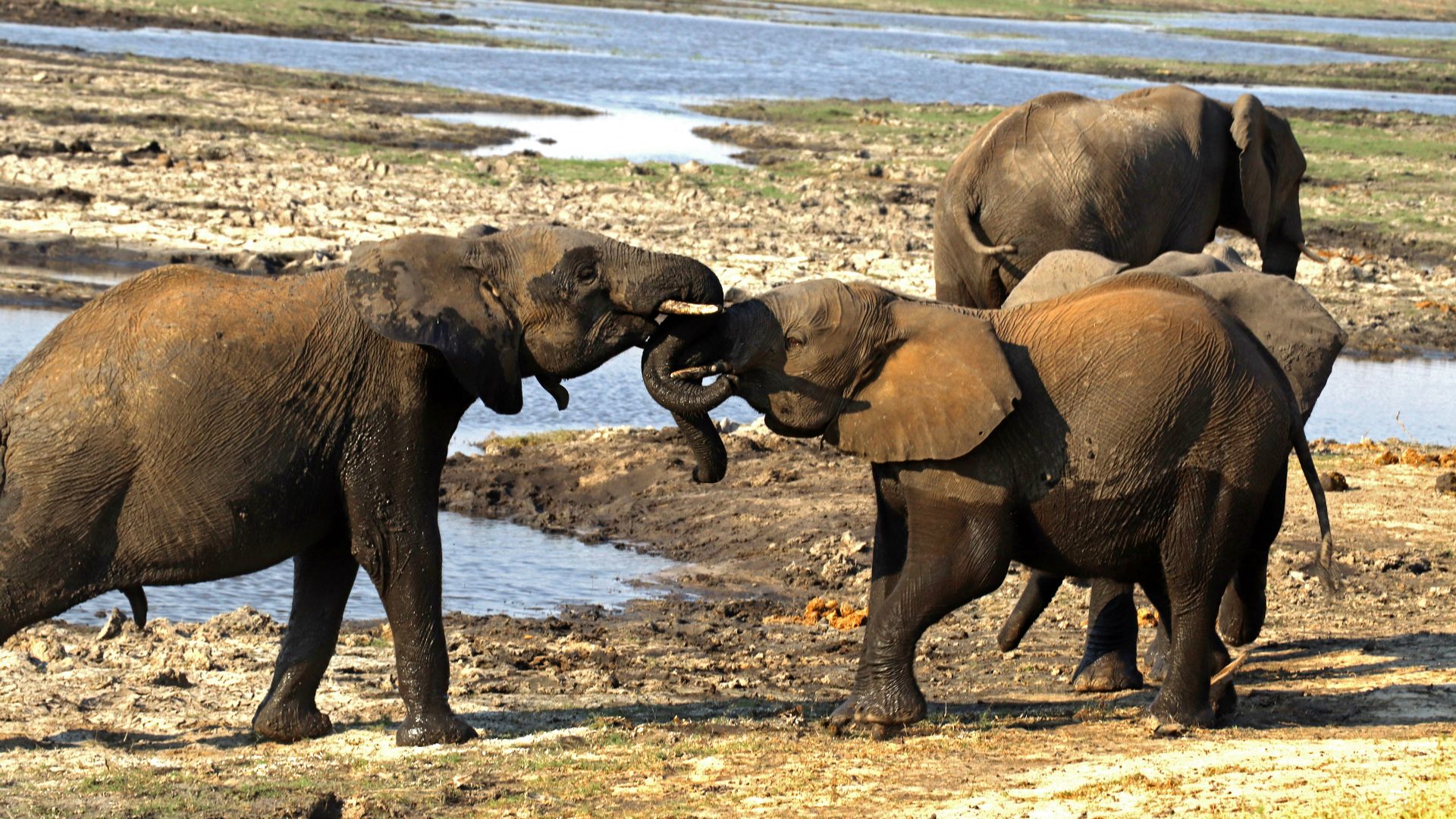 Chobe National Park