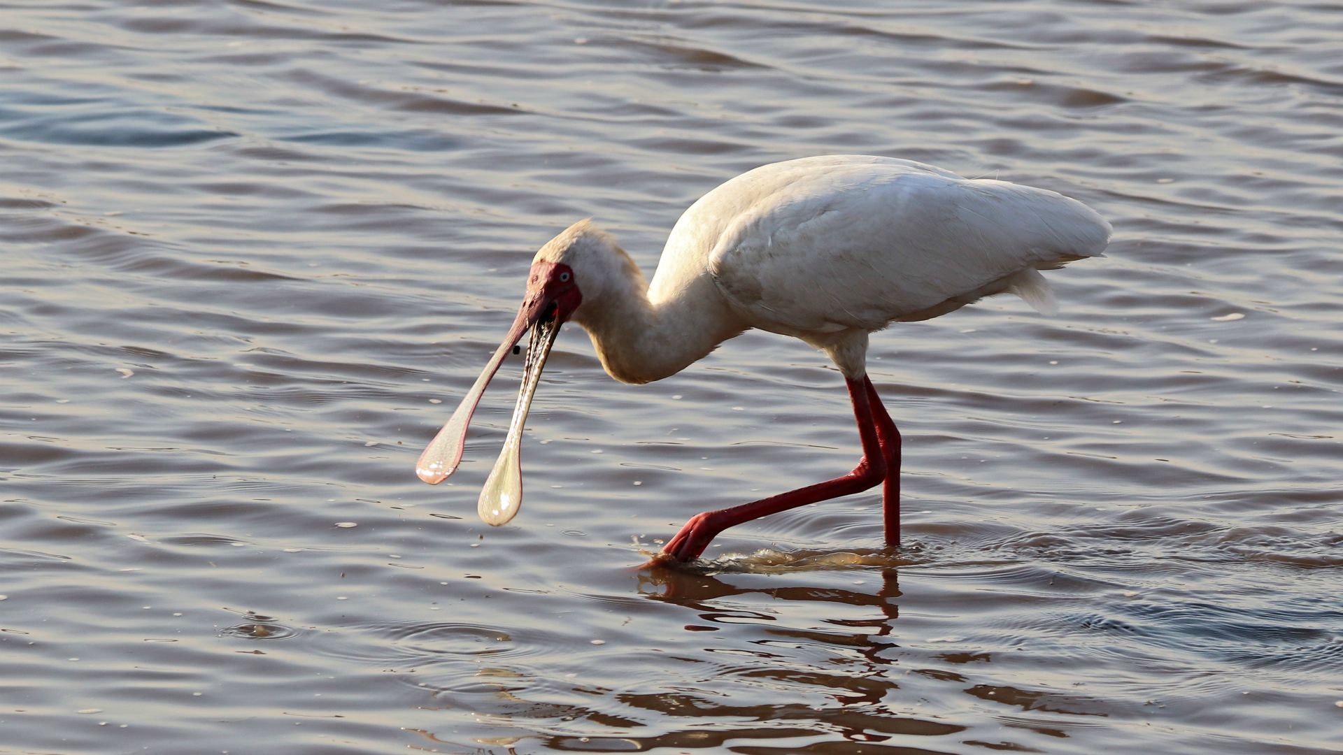 Chobe National Park
