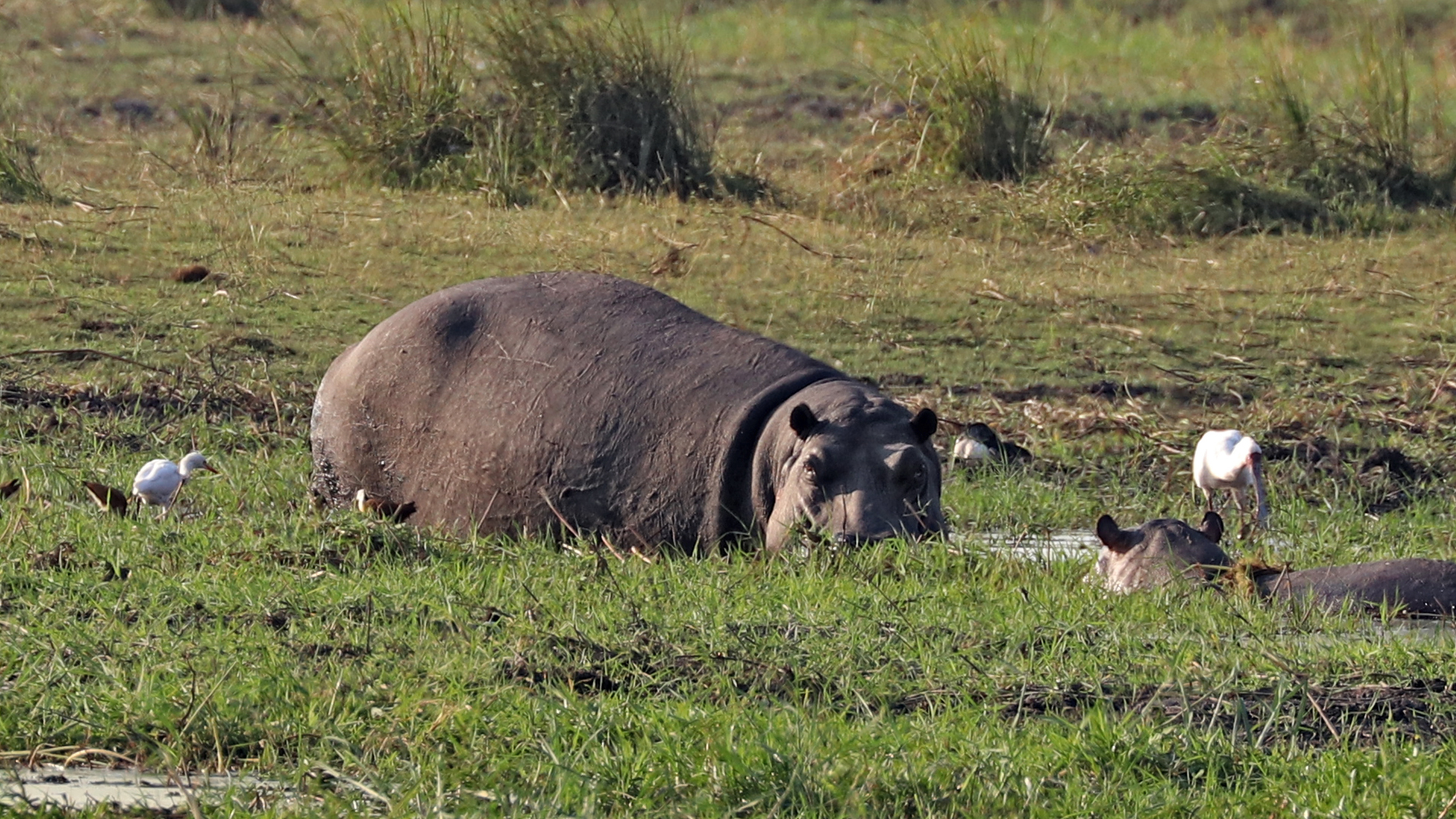 Chobe River, Chobe National Park, Botswana