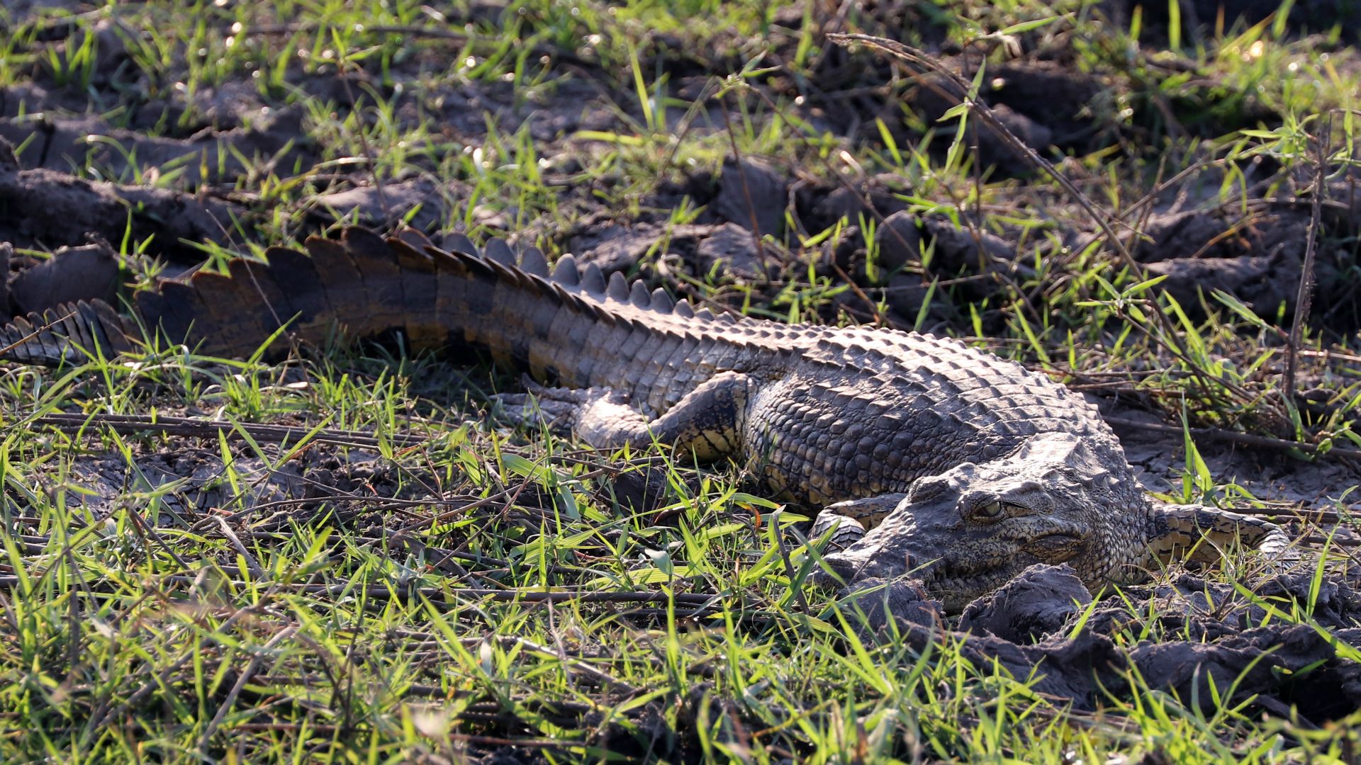 Chobe National Park
