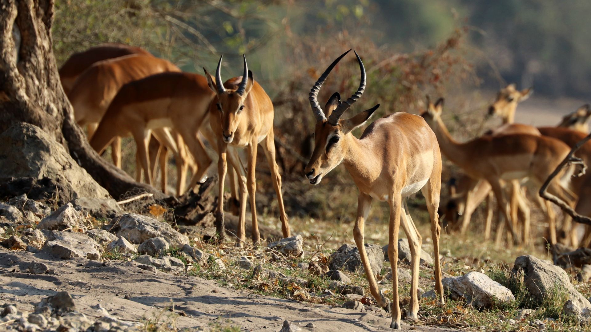 Chobe National Park