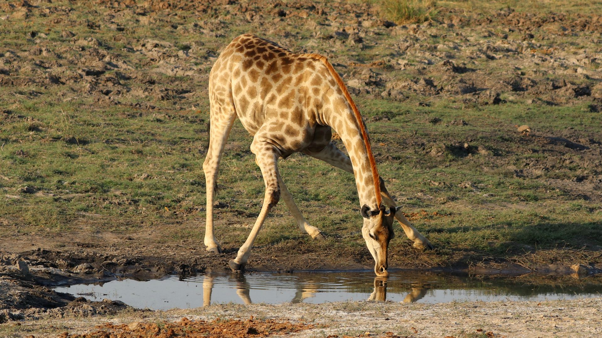 Chobe National Park