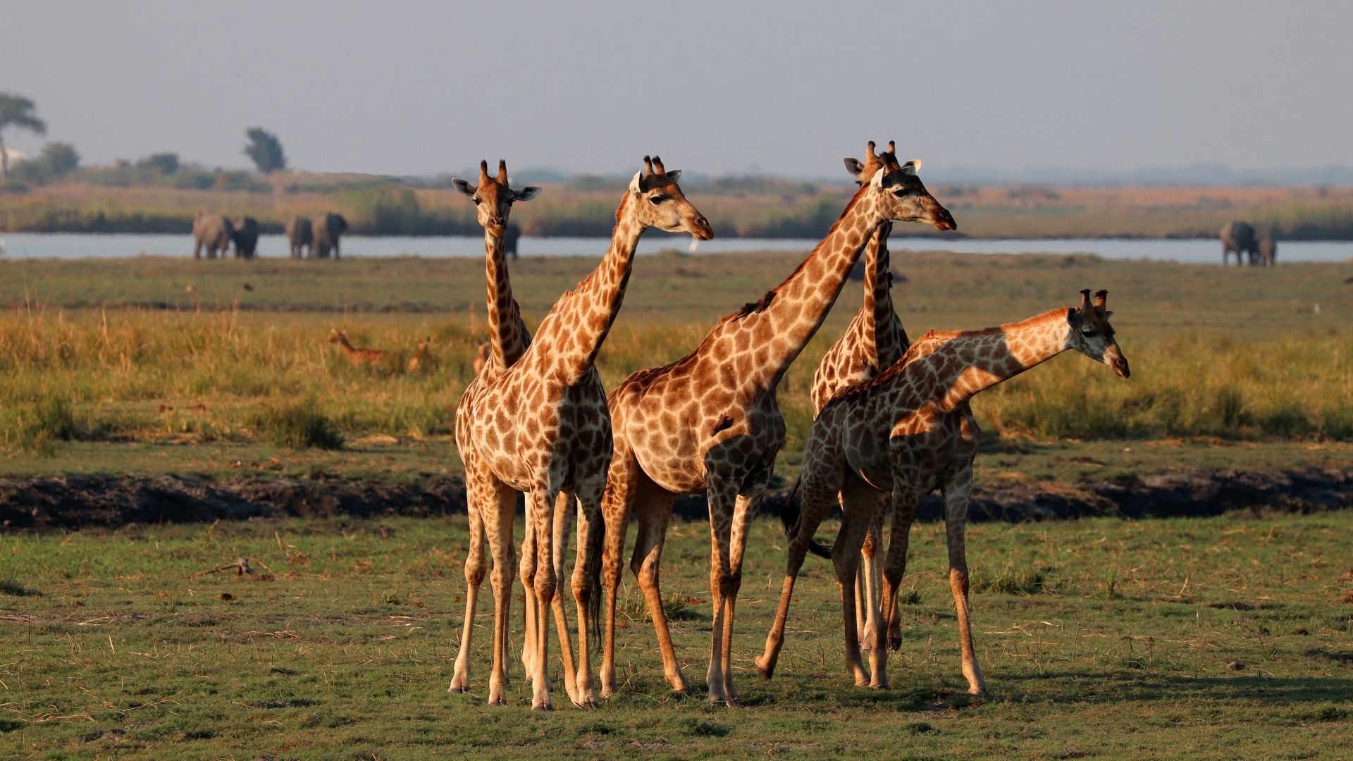 Chobe National Park
