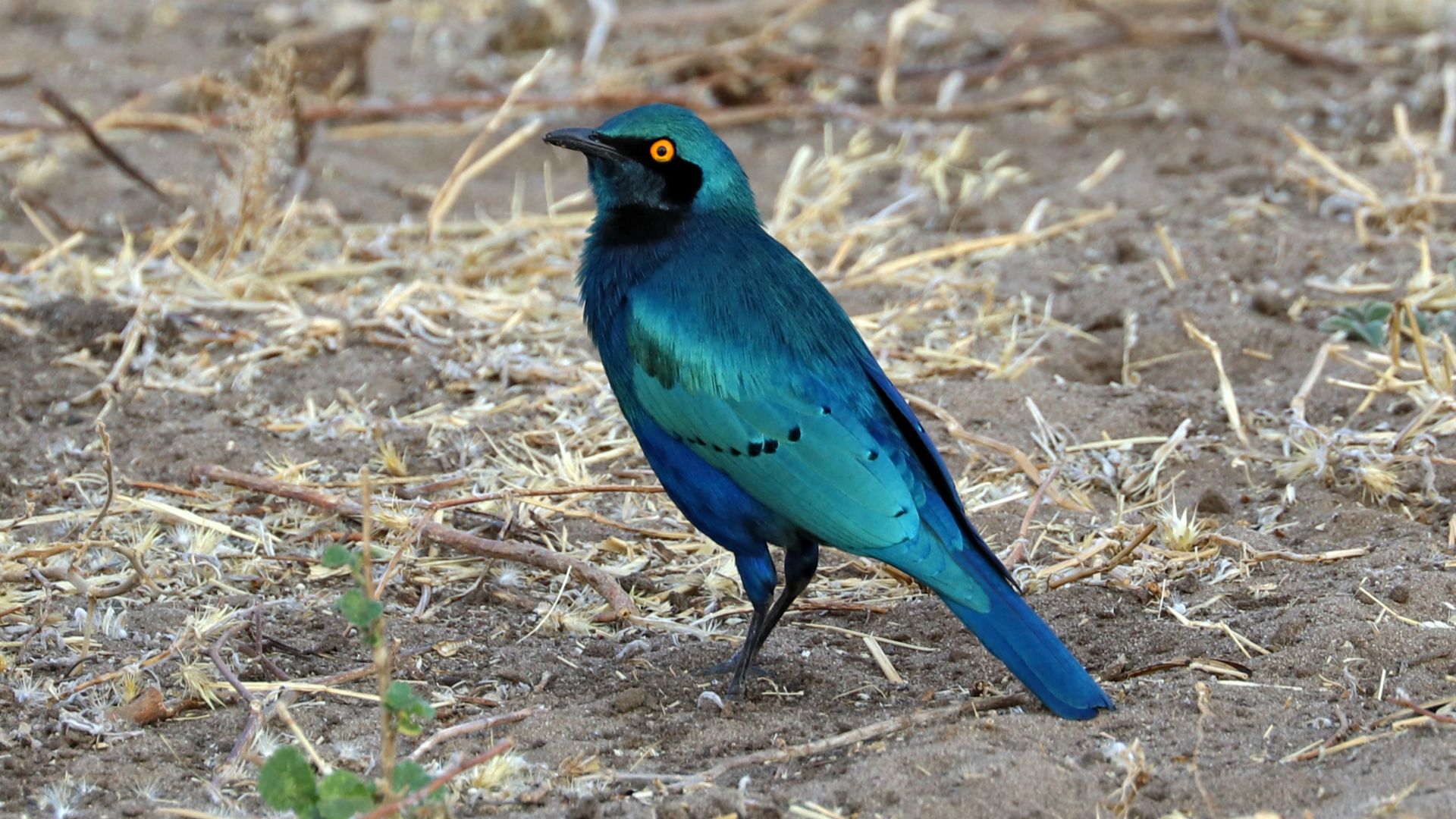 Chobe National Park, Botswana