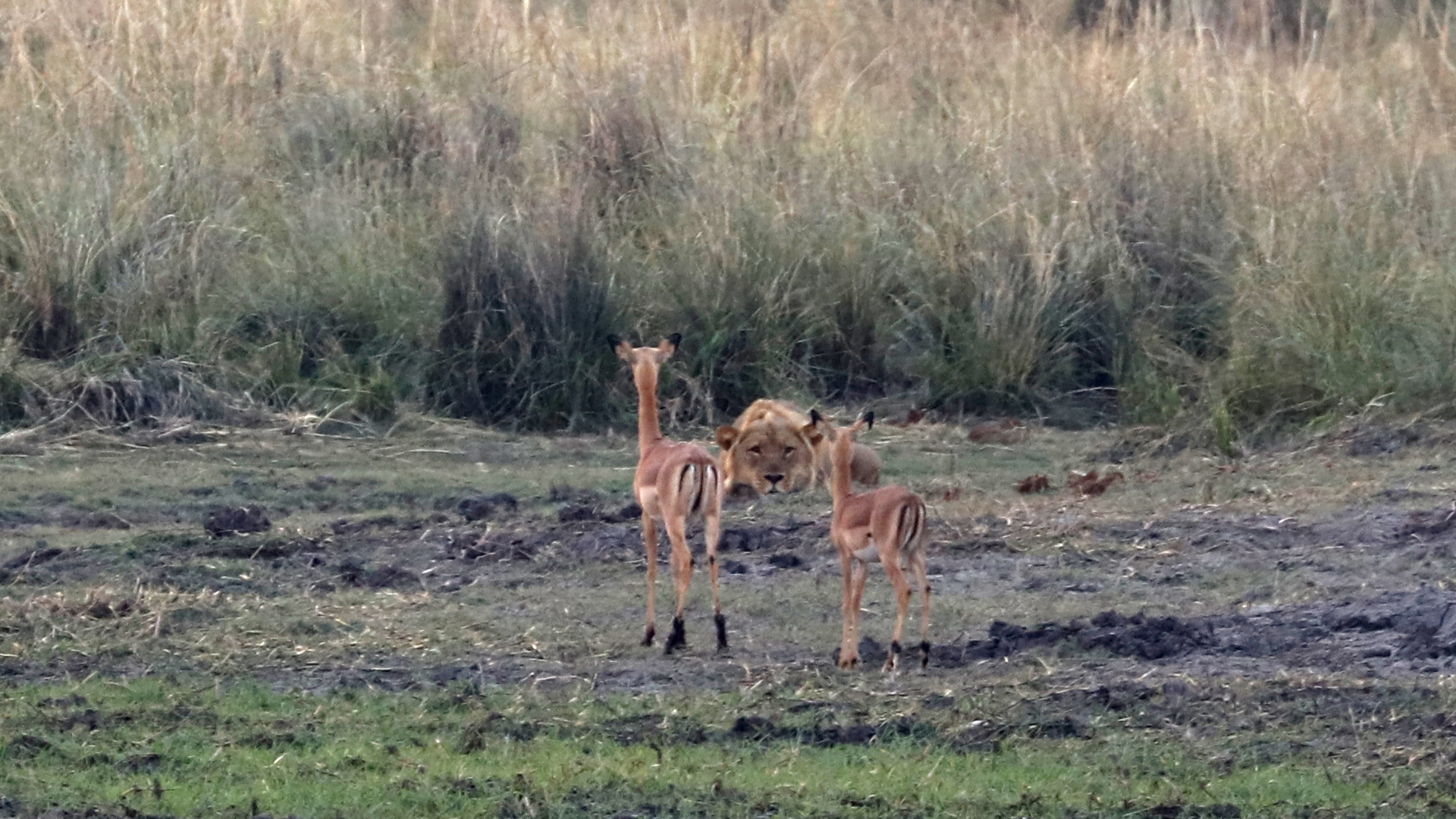 Chobe National Park, Botswana, Africa