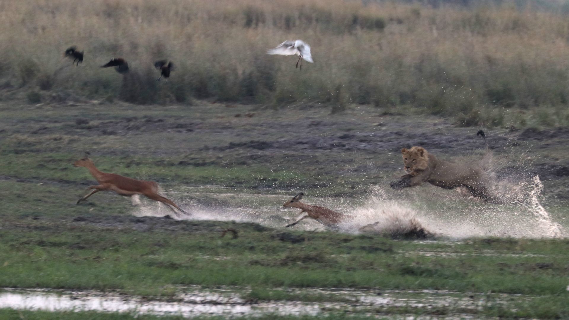 Chobe National Park, Botswana, Africa