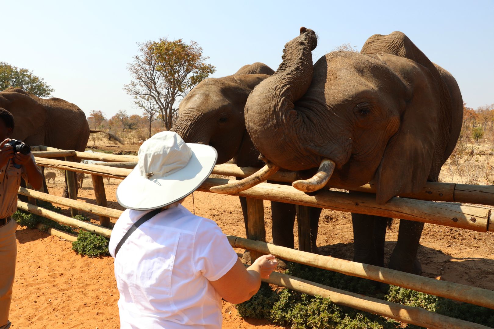Feeding Elephants, Zambabwe