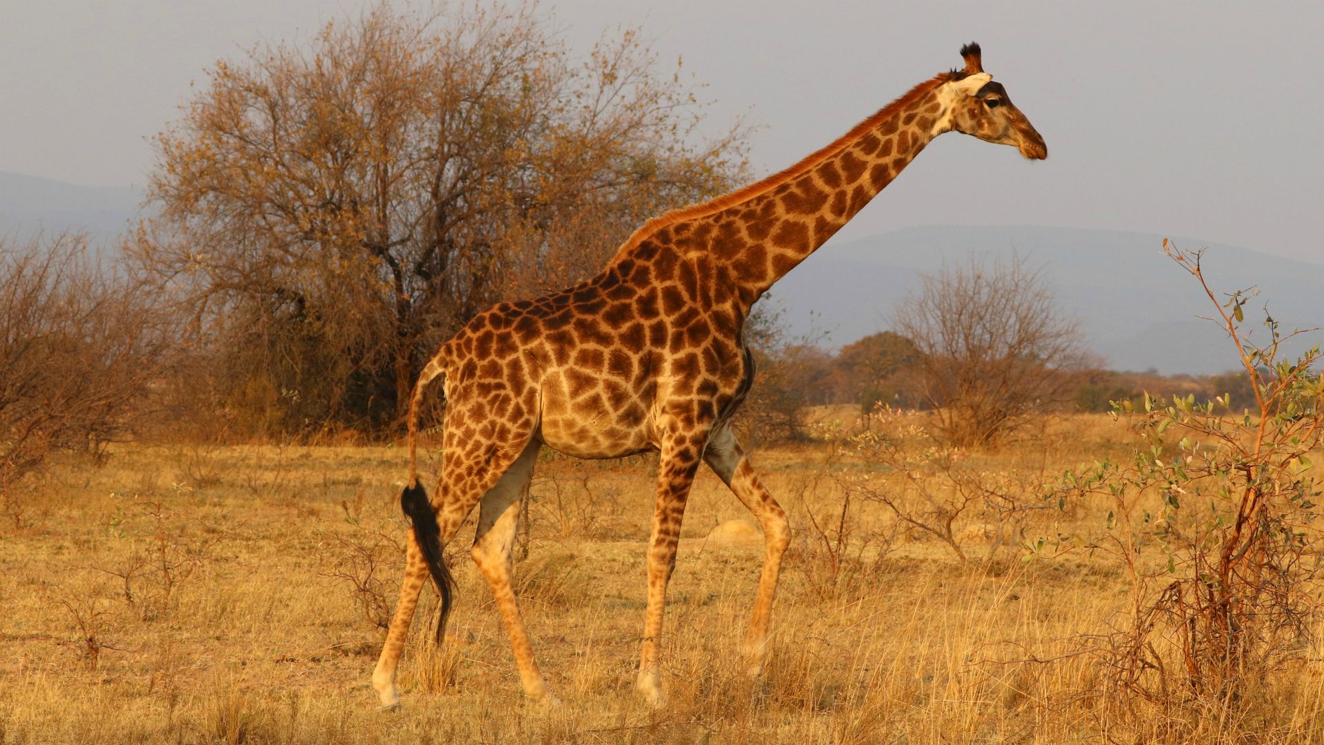 Entabeni Safari Conservancy, South Africa