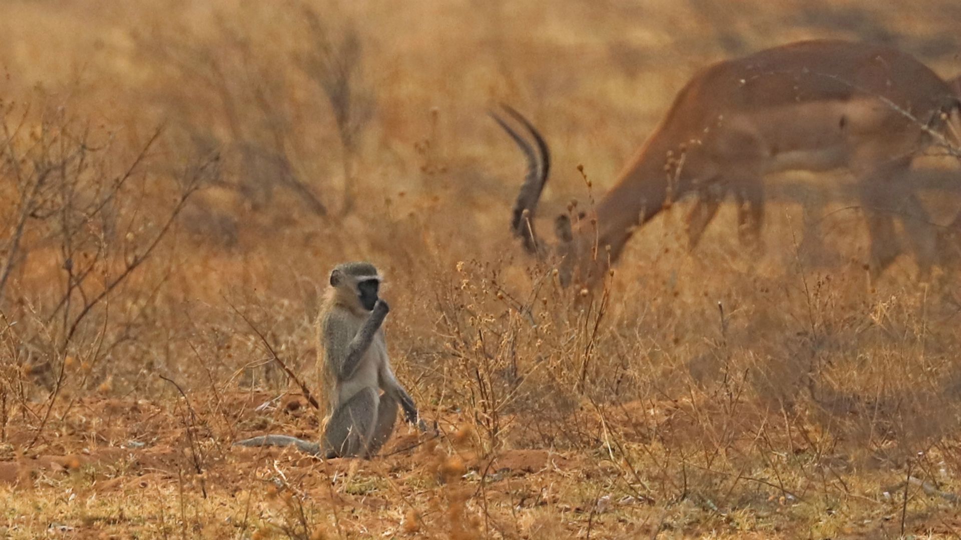 Entabeni Safari Conservancy, South Africa