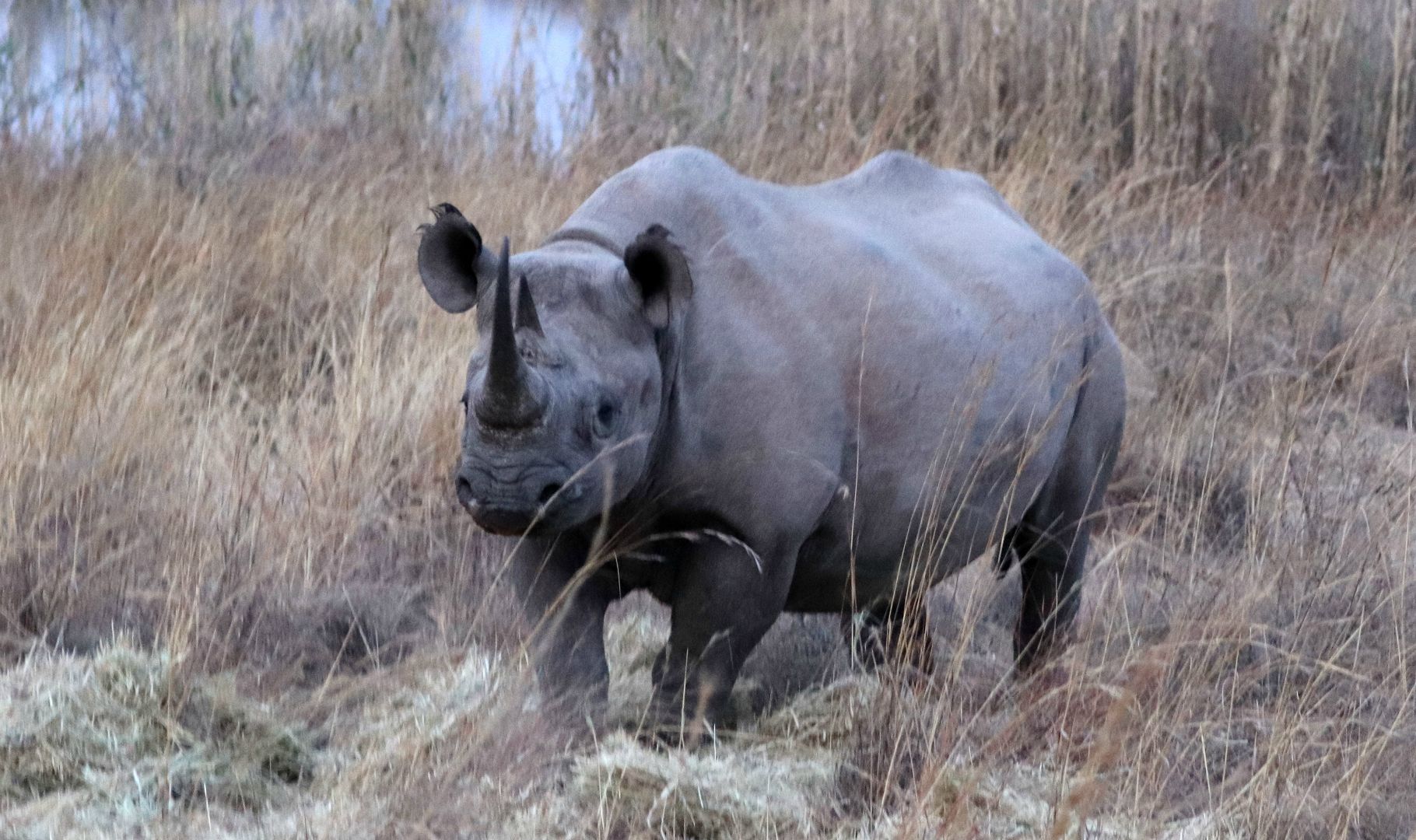 Entabeni Safari Conservancy, South Africa