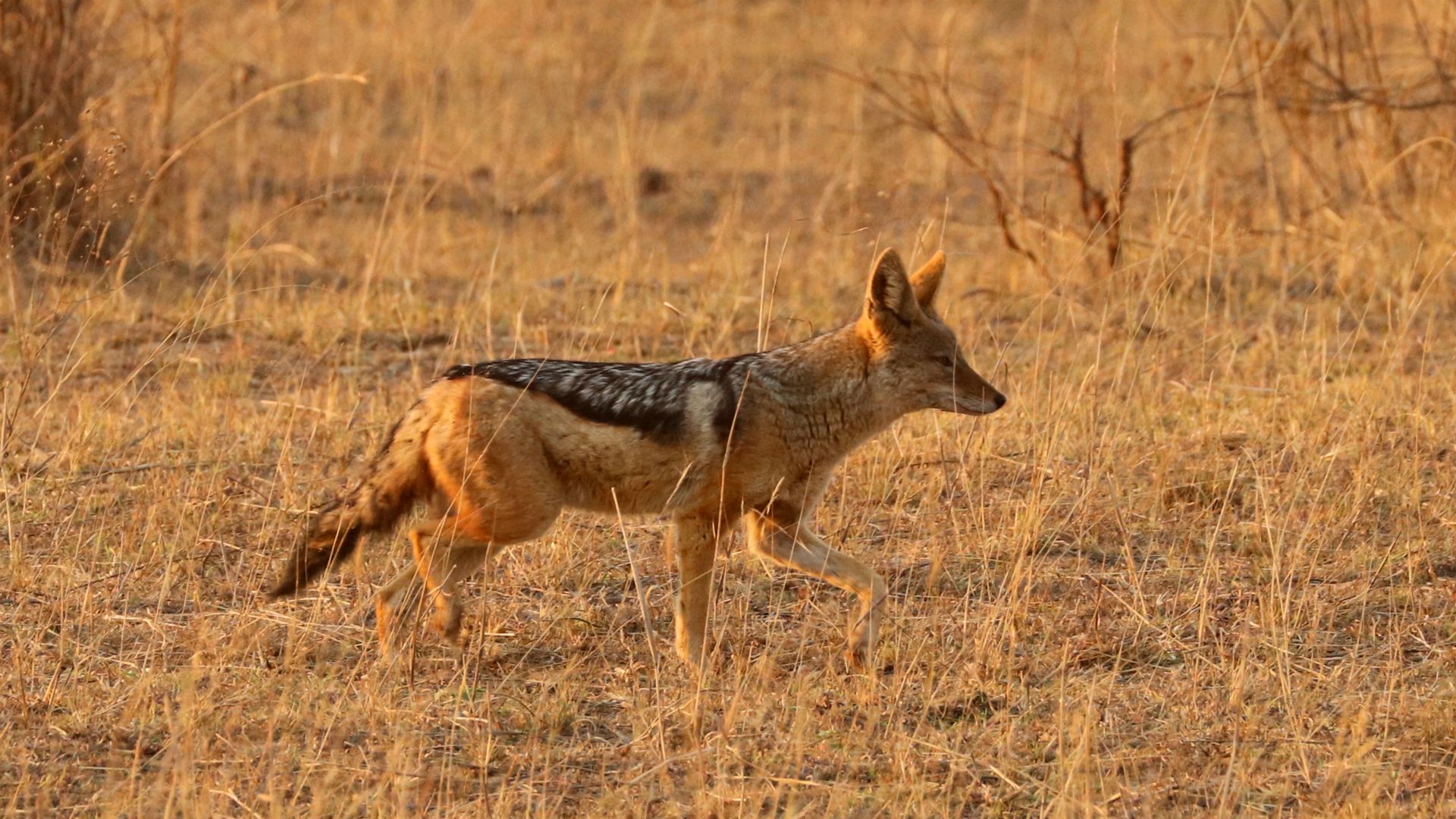 Entabeni Safari Conservancy, South Africa