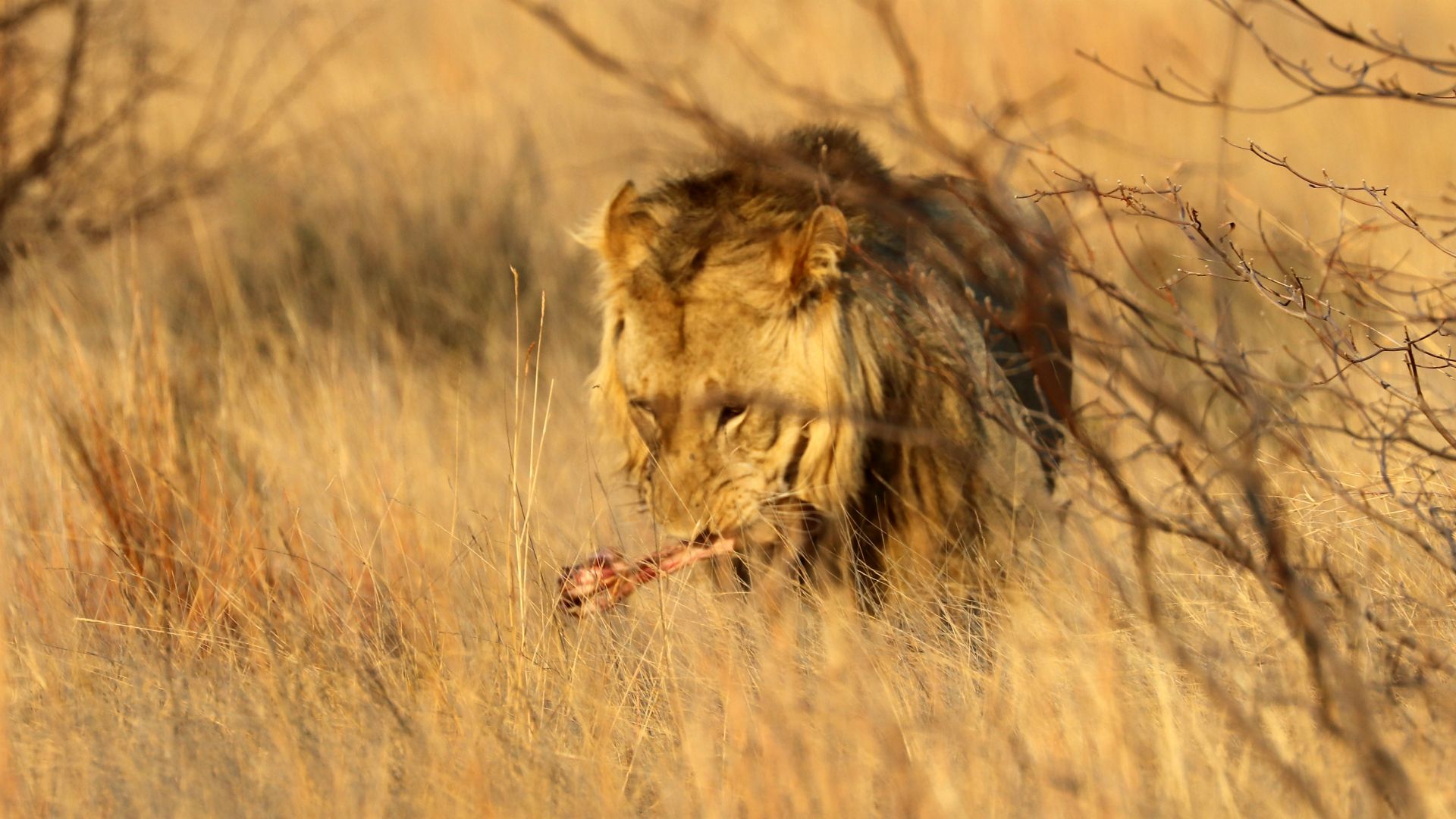 Entabeni Safari Conservancy, South Africa
