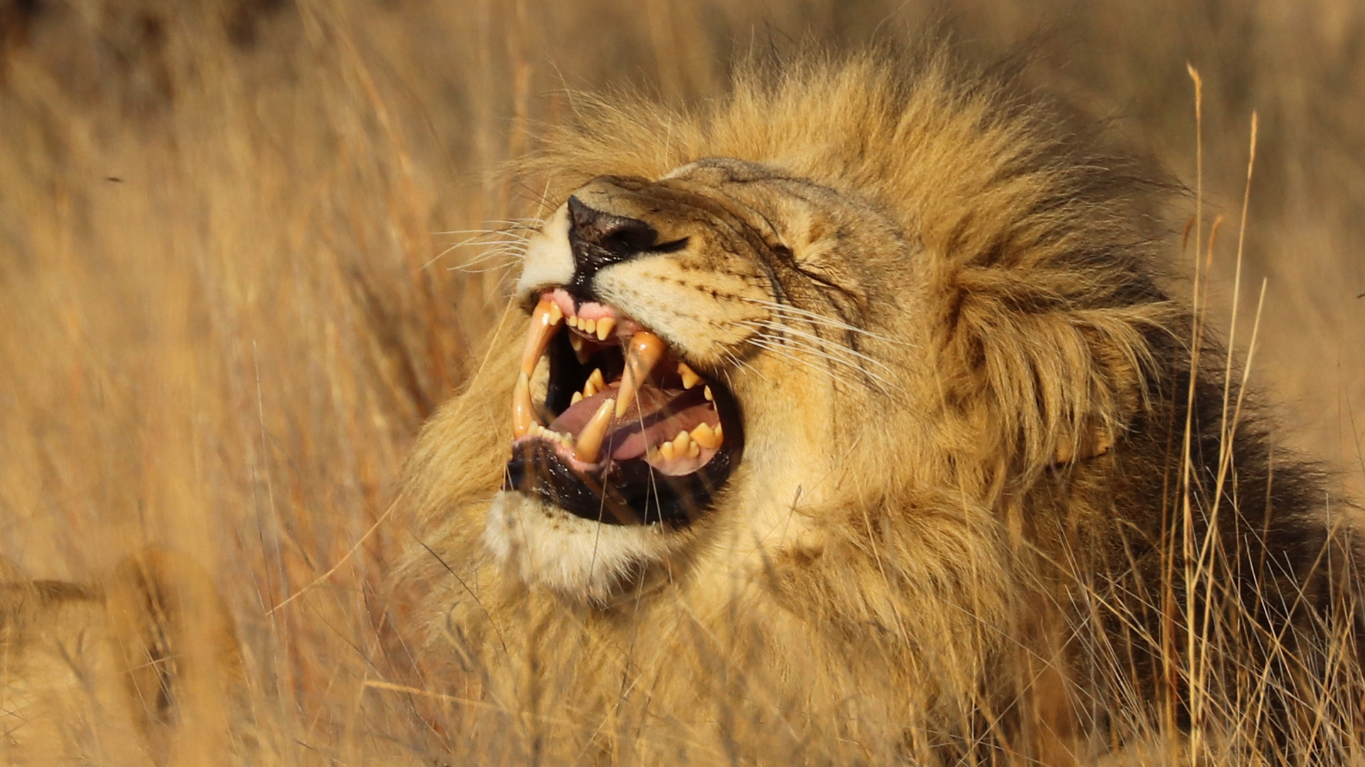 Entabeni Safari Conservancy, South Africa