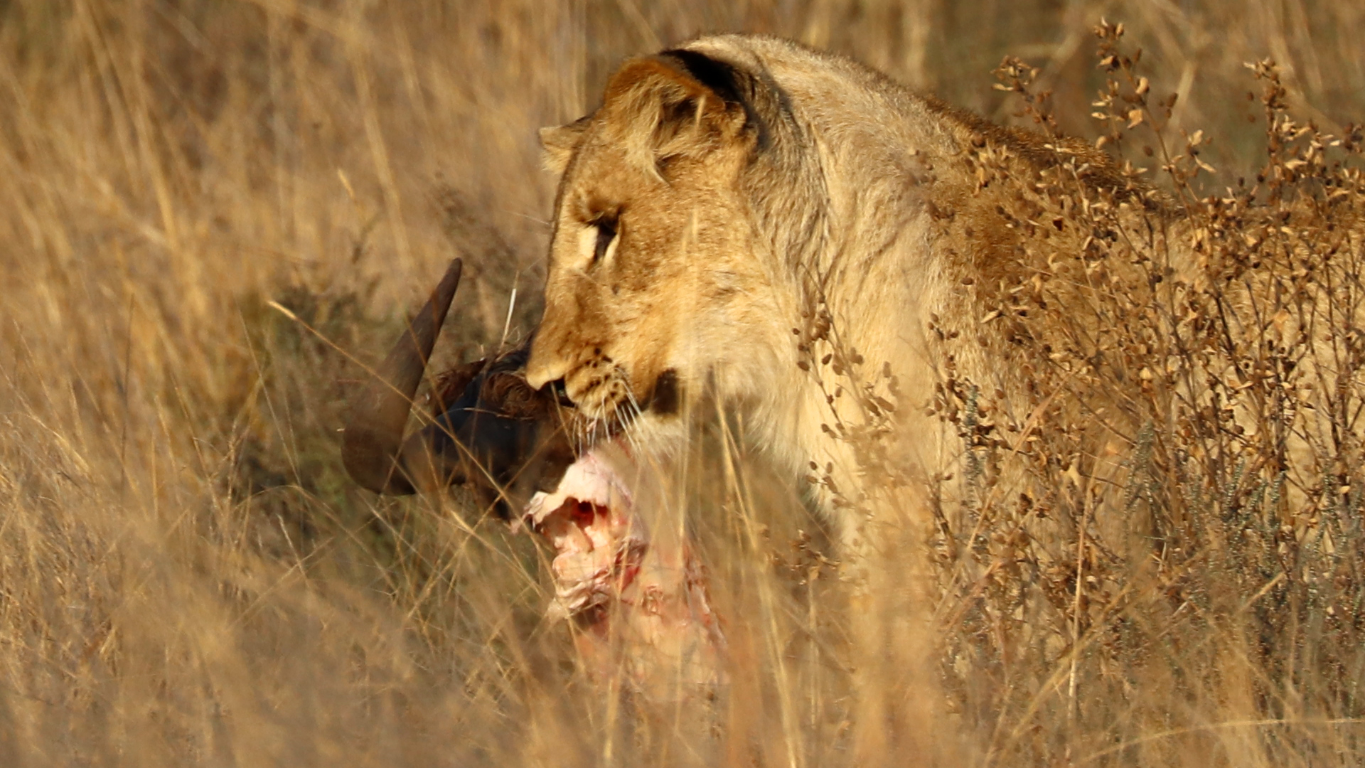Entabeni Safari Conservancy, South Africa