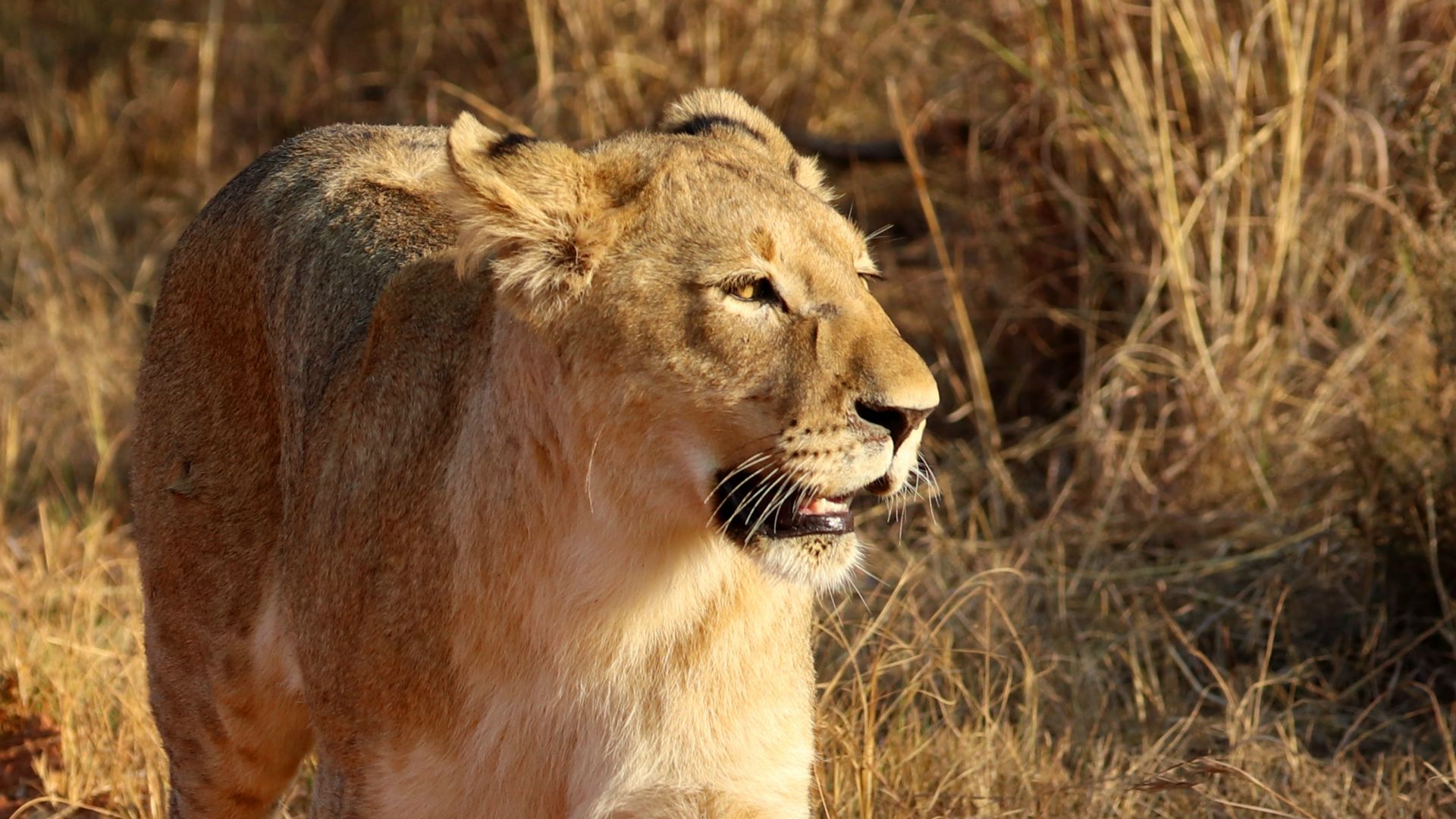 Entabeni Safari Conservancy, South Africa