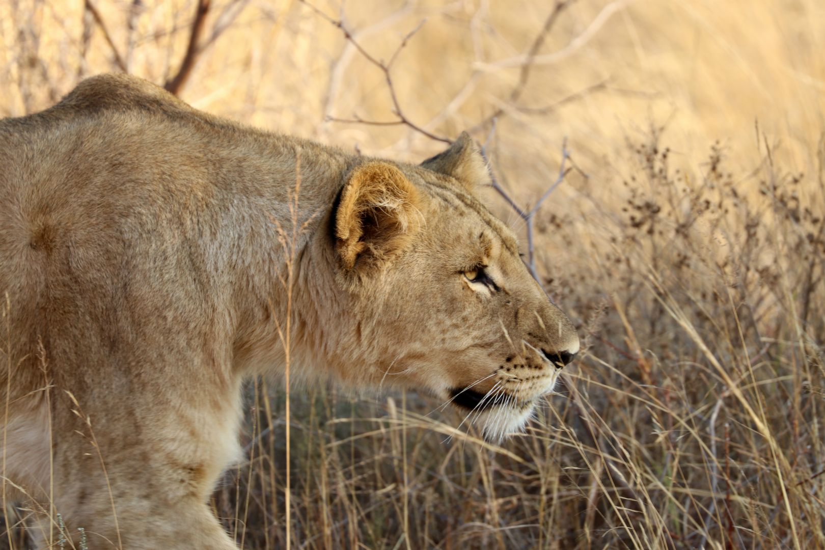 Entabeni Safari Conservancy
