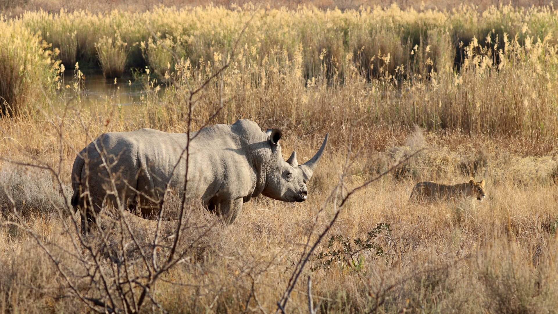 Entabeni Safari Conservancy, South Africa