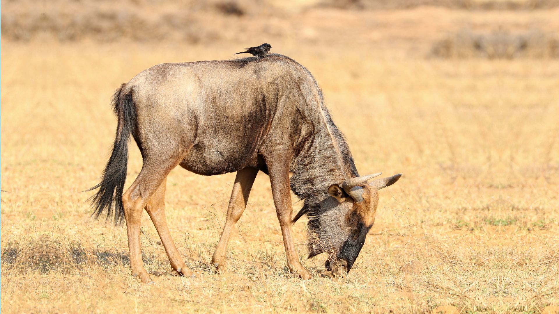 Entabeni Safari Conservancy, South Africa