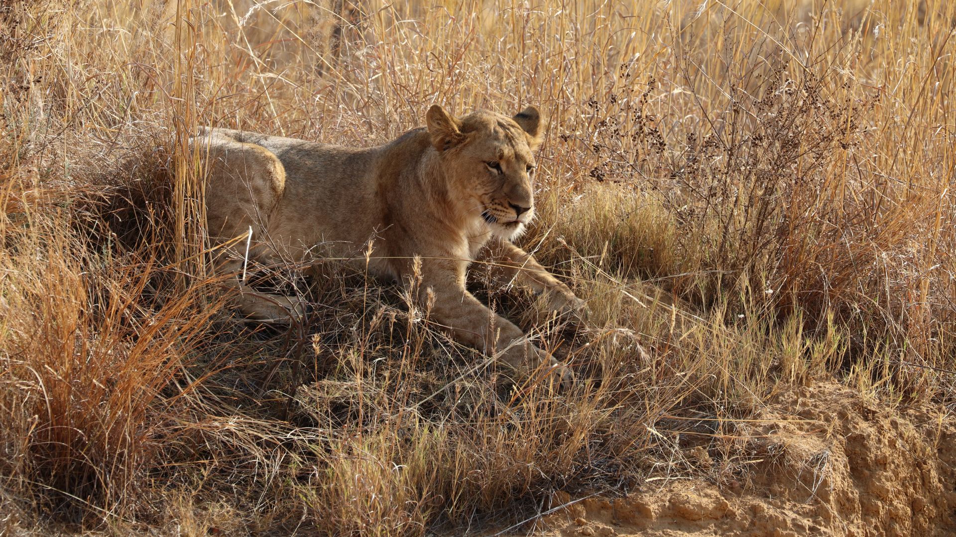Entabeni Safari Conservancy, South Africa