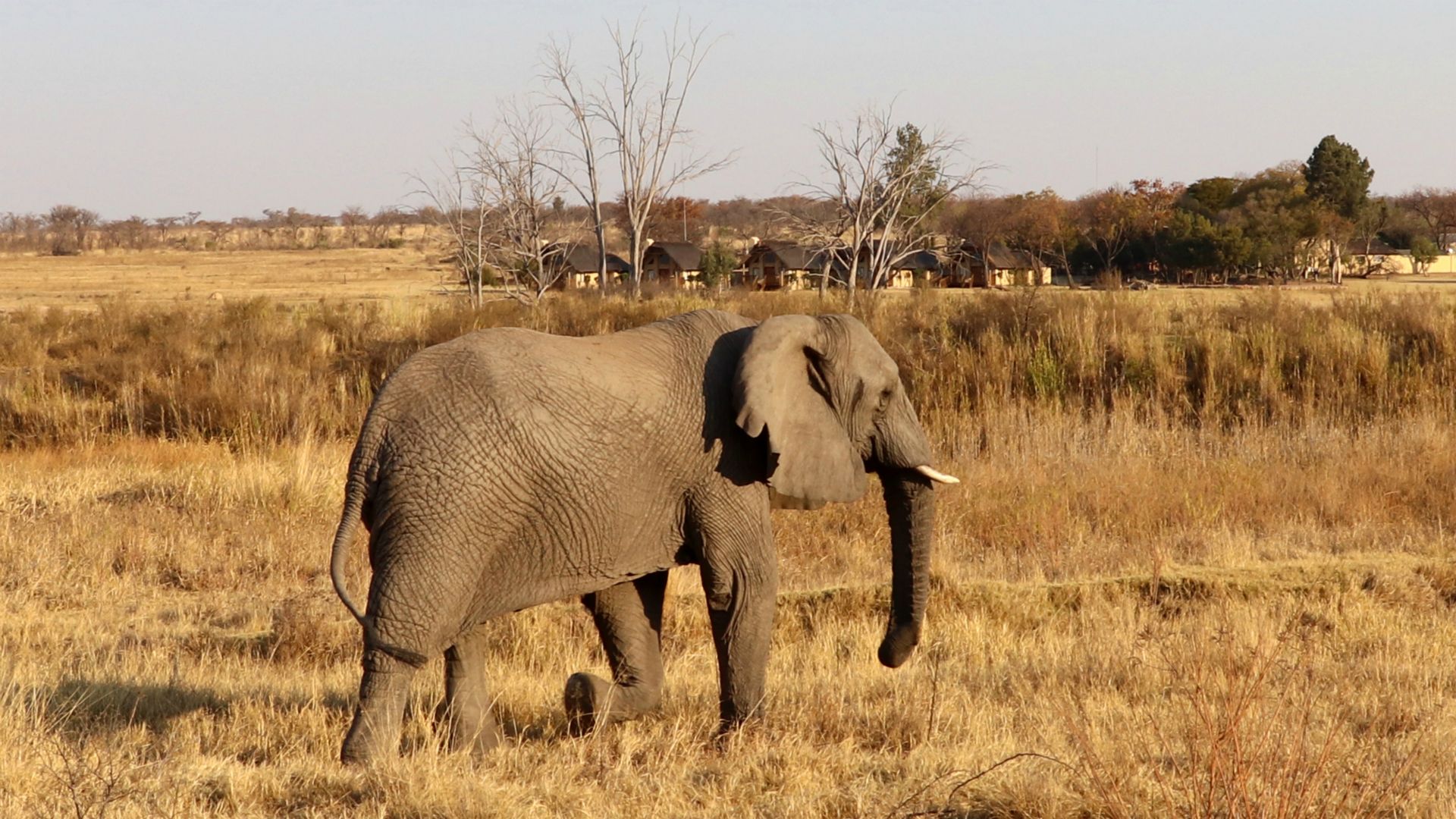 Entabeni Safari Conservancy, South Africa