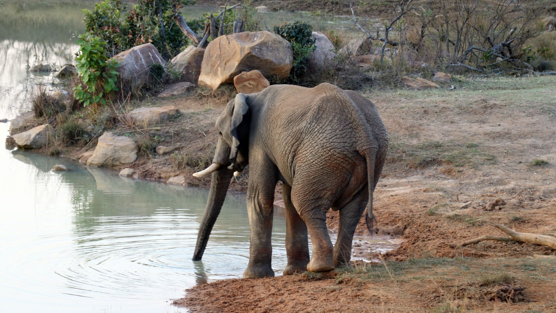Entabeni Safari Conservancy, South Africa