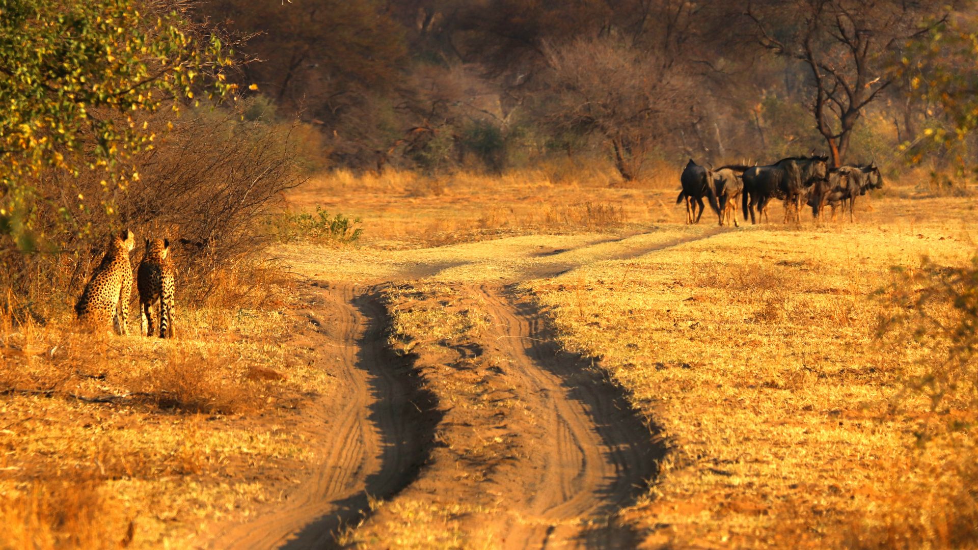 Entabeni Safari Conservancy, South Africa