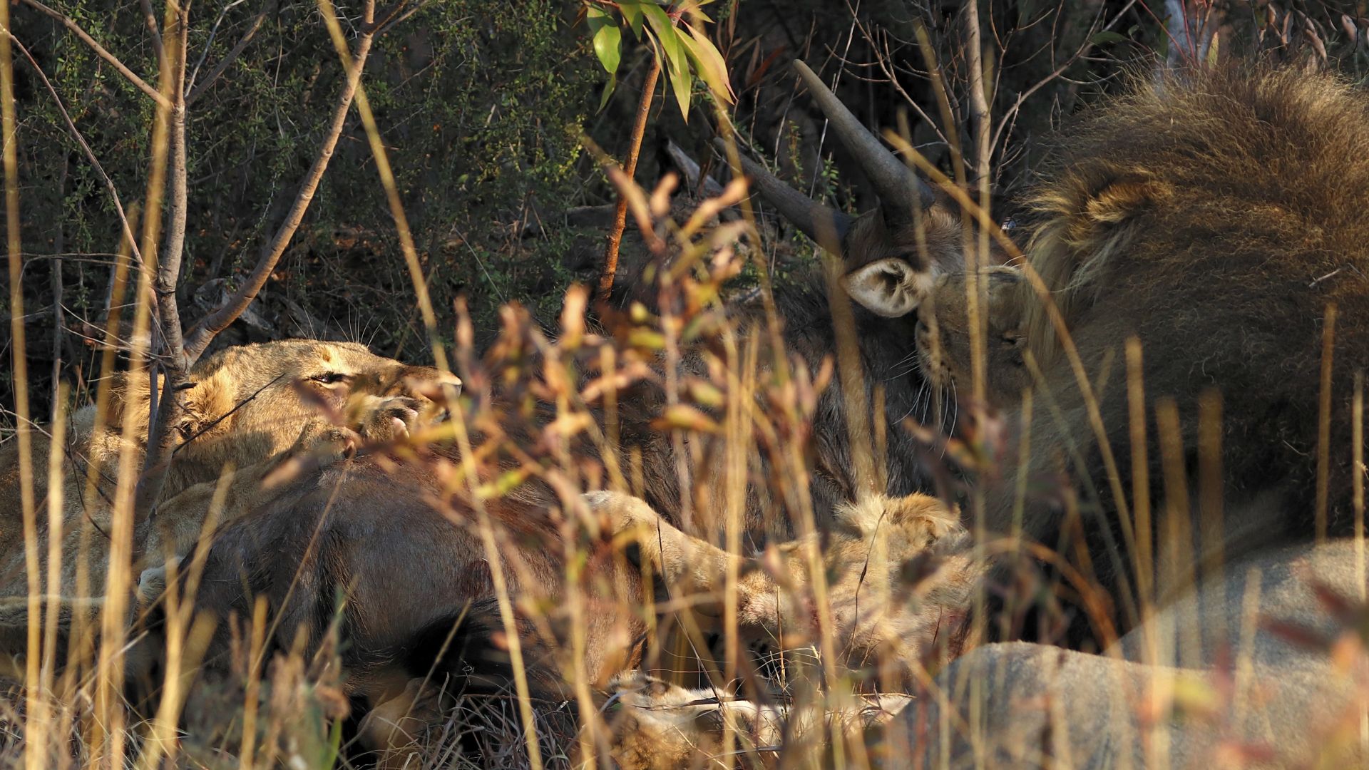 Entabeni Safari Conservancy