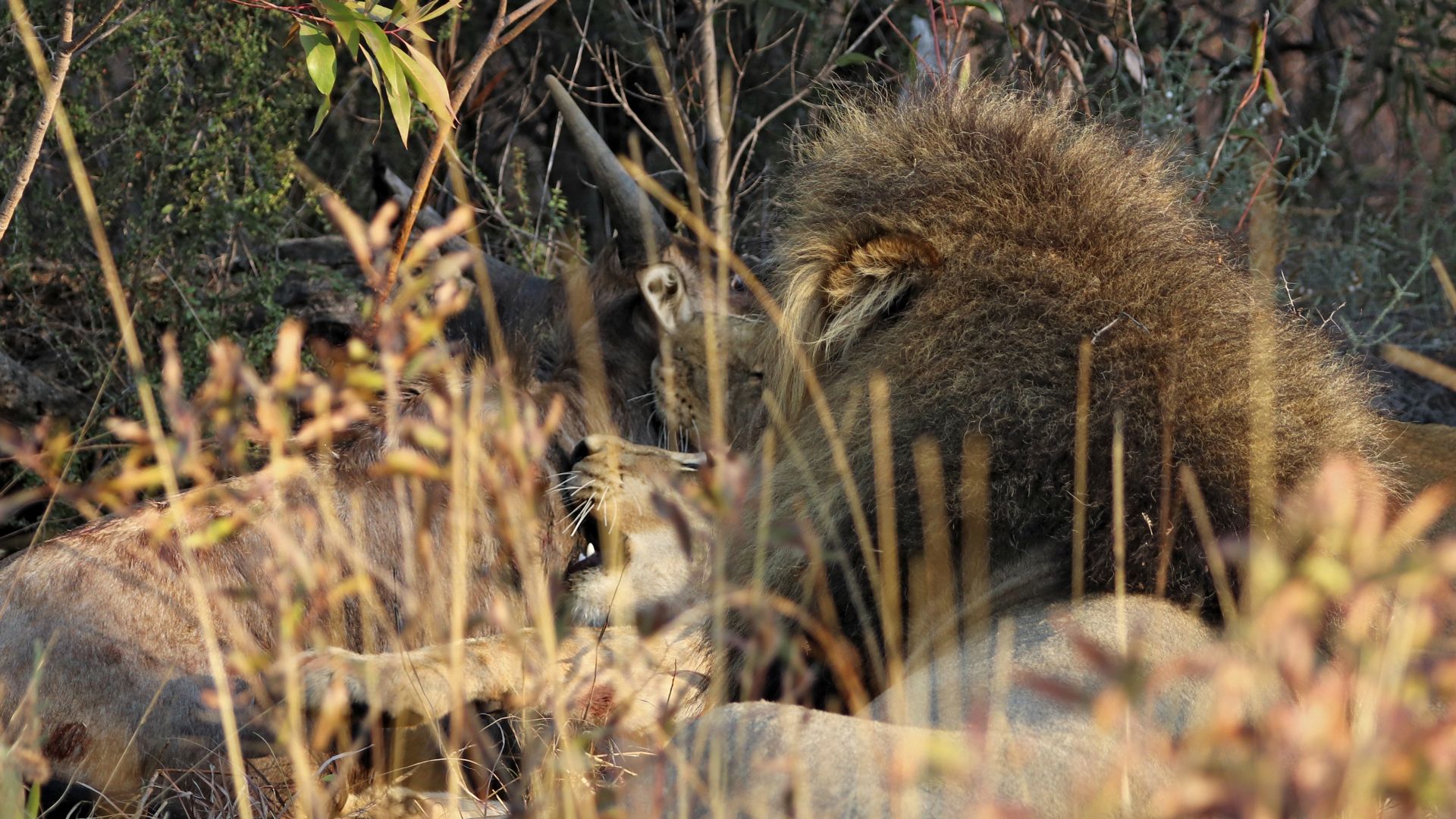 Entabeni Safari Conservancy, South Africa