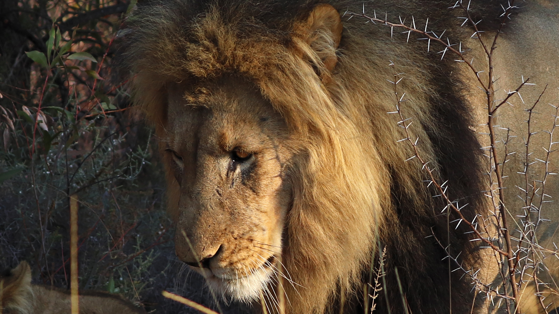 Entabeni Safari Conservancy, South Africa