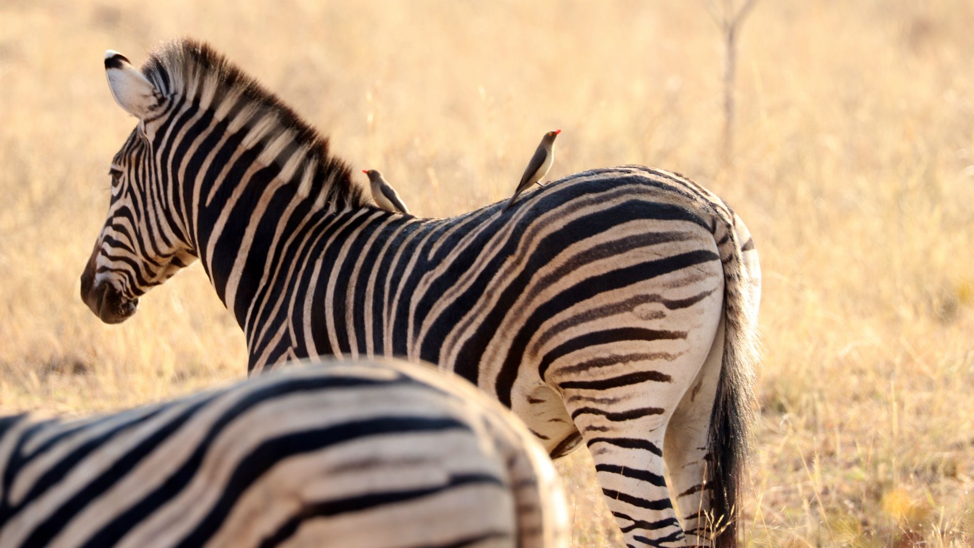 Entabeni Safari Conservancy, South Africa