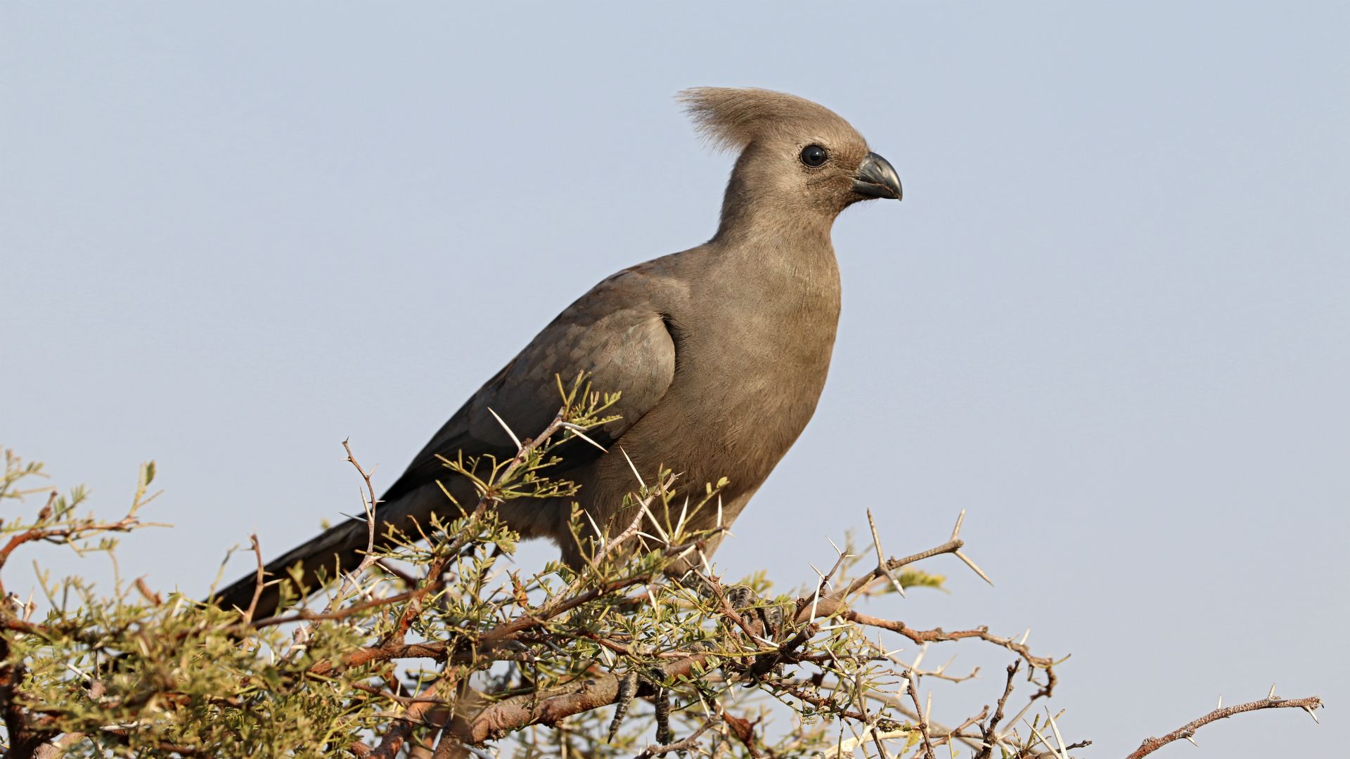 Entabeni Safari Conservancy