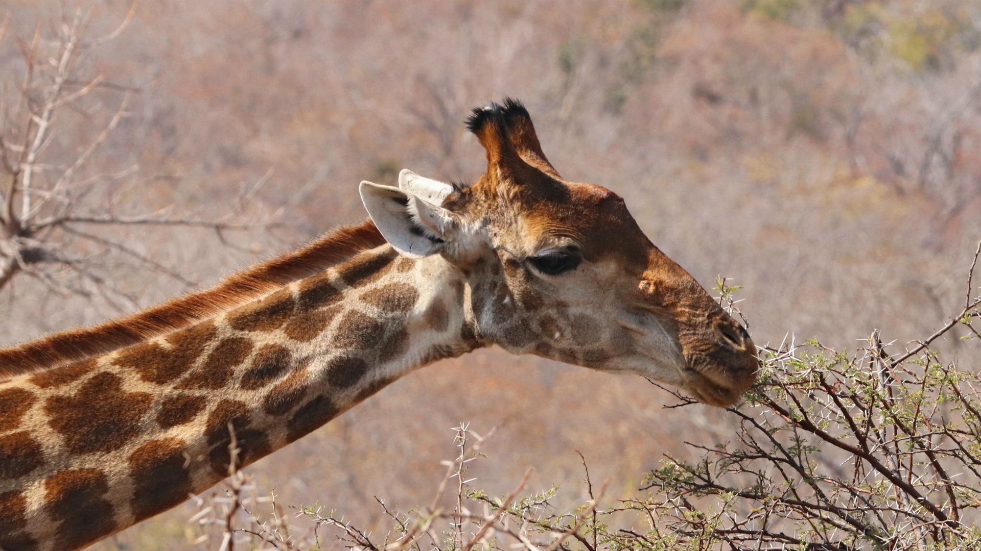 Entabeni Safari Conservancy, South Africa