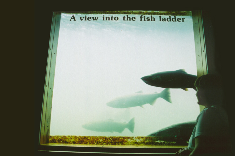14-View Fish Ladder
