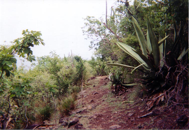 P60920_Cowhill_Trail